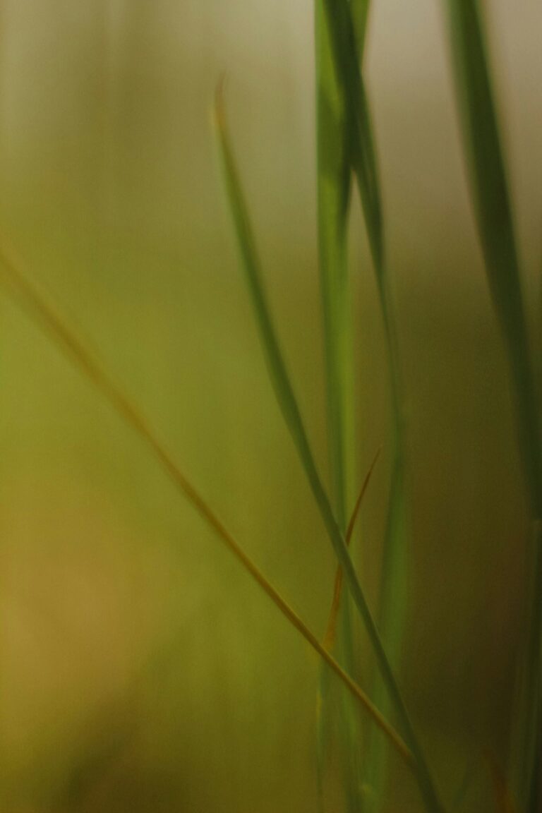 Soft-focus close-up of long green plant leaves crossing against a warm yellow-green background.